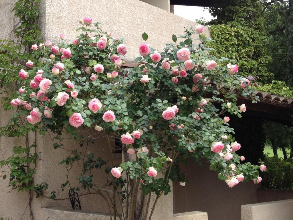 Hotel Lou Caleu Restaurant Le Rocher Des Abeilles Saint-Martin-de-Castillon Luaran gambar